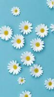 daisy flowers with light blue paper background good for multimedia digital content creation photo