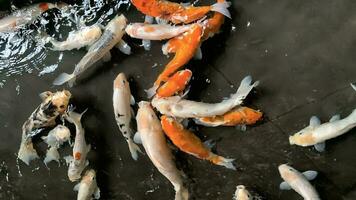 Happy colorful koi fish, or gold fish, or carp fish in healthy pond during sunny summer day photo