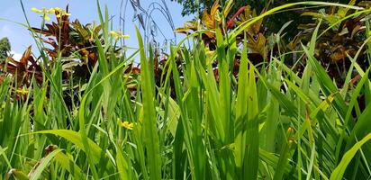 picture of beautiful Green grass for your multimedia content creation, good for digital card and web design photo
