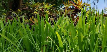 picture of beautiful Green grass for your multimedia content creation, good for digital card and web design photo