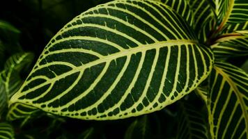 picture of leaves from a plant called Aphelandra squarrosa Nees, from the genus of Acanthaceae, or also known as Zebra Plant photo