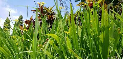 picture of beautiful Green grass for your multimedia content creation, good for digital card and web design photo
