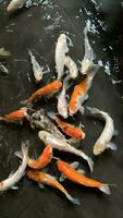 Happy colorful koi fish, or gold fish, or carp fish in healthy pond during sunny summer day photo