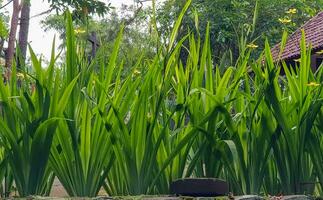 picture of beautiful Green grass for your multimedia content creation, good for digital card and web design photo