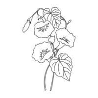 Petunia flowers, contour drawing. Line art, sketch for coloring. Vector