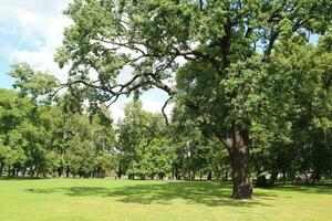 Old oak tree growing in the  park photo