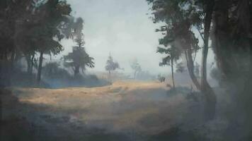 místico inverno manhã, uma estéril floresta cercado de névoa video