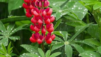 rojo lupino flores y hojas con gotas de lluvia, debajo lluvia, lento movimientos, lupino lobo video