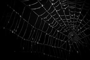 spiderweb with dark background, cobweb with water drops, photo