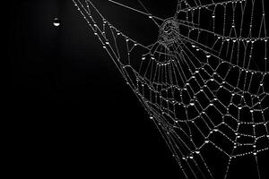 spiderweb with black background, macro white cobweb, photo