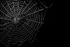 spider web overlay, cobweb design element, ai generated photo