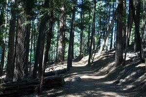 Rustic Roads and Paths in forest photo