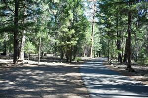 Rustic Roads and Paths in forest photo