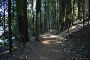 Rustic Roads and Paths in forest photo