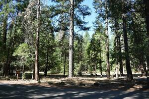 Rustic Campground Trees, bench and picnic tables photo