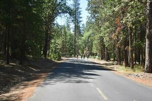 Rustic Roads and Paths in forest photo