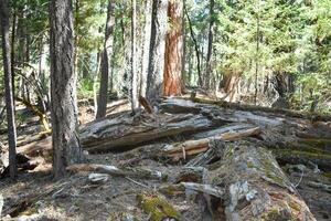 Rustic Wood Backdrop Tree's in Forest photo