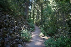 Rustic Roads and Paths in forest photo