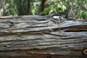 Rustic Campground Trees, bench and picnic tables photo