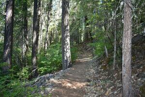 Rustic Roads and Paths in forest photo