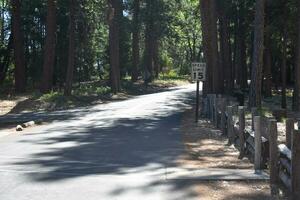 Rustic Roads and Paths in forest photo