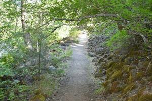 Rustic Roads and Paths in forest photo