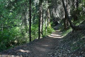 Rustic Roads and Paths in forest photo