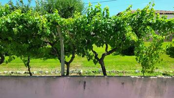 mooi beeldmateriaal van modern thuis tuin en gazon Bij porto platteland van Portugal. de beeldmateriaal was gevangen genomen met drone's camera Aan juli 10e, 2023 video