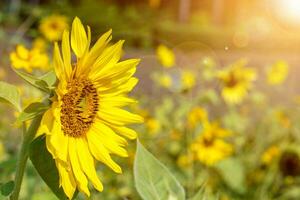 Side view of sun flowers on blurry and sun flare background. photo