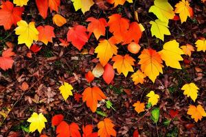 Ground covered with colorful  leaves in the fall photo