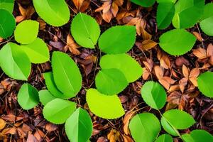 Autumn leaves lying on the ground photo