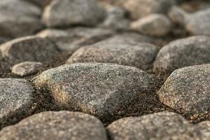 abstract textured surface of overgrown rocks on coastline covered with empty white snail shells in sunlight photo