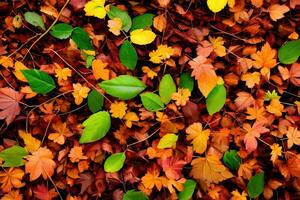 background with autumn colorful leaves photo