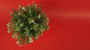 Artificial cactus plants or plastic or fake tree on red background. photo
