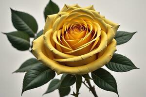 Beautiful yellow rose on black background, closeup. ai generative photo