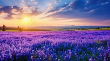 lavanda flores paisaje foto