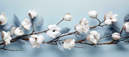 Blue minimalist background with cotton pods photo