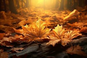 Autumn leaves background photo