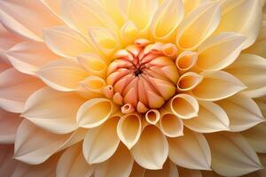 Yellow dahlia flower closeup background photo