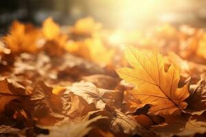 Autumn falling leaves background photo