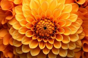 Yellow dahlia flower closeup background photo