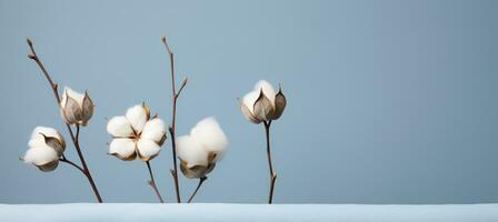 Blue minimalist background with cotton pods photo