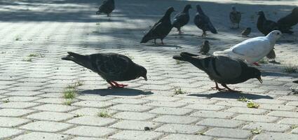 A flock of pigeons eating bread crumbs in the city square of St. Petersburg, Russia photo