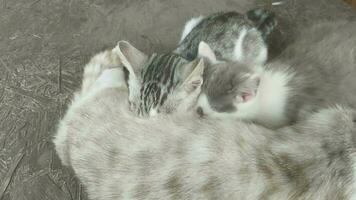 Kätzchen saugen Milch von Mama video