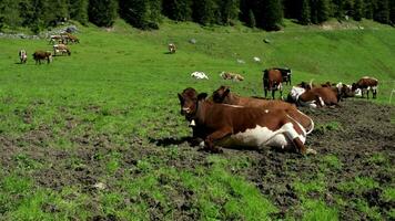 mucche posa giù nel il erba su un' montagna video