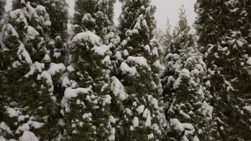 uma neve coberto caminho com árvores e arbustos video