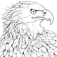 colorante página para adultos águila vector