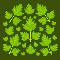 Parsley vector illustration for graphic design and decorative element