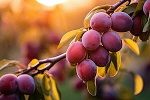 Ripe plums on a branch in the garden at sunset. A branch with natural plums on a blurred background of a plum orchard at golden hour, AI Generated photo