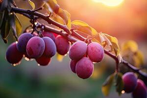 Ripe plums on a branch in the garden at sunset. A branch with natural plums on a blurred background of a plum orchard at golden hour, AI Generated photo